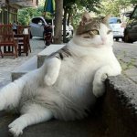 Street cat