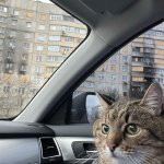 Stepan cat