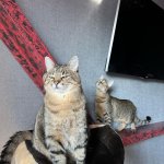 Stepan cat