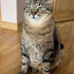 Stepan cat