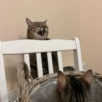Stepan cat