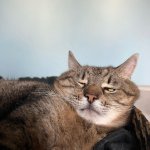 Stepan cat