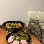 Stepan cat