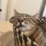 Stepan cat