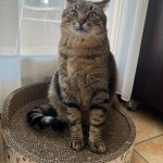 Stepan cat