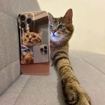 Stepan cat