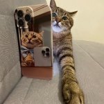 Stepan cat