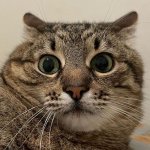 Stepan cat