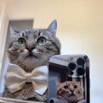 Stepan cat