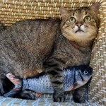 Stepan cat