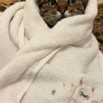 Stepan cat