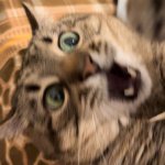 Stepan cat