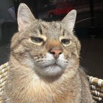 Stepan cat