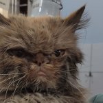 Glory cat