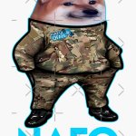 NAFO dog