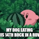 based on a true story | MY DOG EATING HIS 14TH ROCK IN A ROW | image tagged in gifs,fun,dog,memes,rock | made w/ Imgflip video-to-gif maker