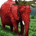 Strawberry elephant