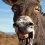 Donkey smiling