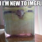 HENLO birb | HI I'M NEW TO IMGFLIP | image tagged in henlo birb | made w/ Imgflip meme maker