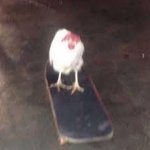 Chicken on skateboard