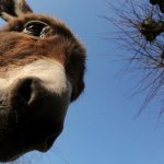 Wise donkey