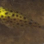 Fresh water Pufferfish