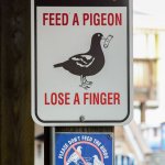 Feed a pigeon, lose a finger template