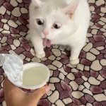 White cat sour cream throw up / vomit meme
