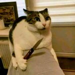 Cat With Knife