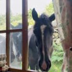 Curious horse in window