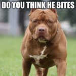 He looks like his name is princess | DO YOU THINK HE BITES | image tagged in buff pitbull | made w/ Imgflip meme maker