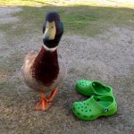 Duck Next To Green Crocs