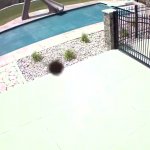 crazy bee attacks camera GIF Template