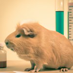 Guinea pig in the lab