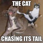 Cat dog | THE CAT; CHASING ITS TAIL | image tagged in get rekt | made w/ Imgflip meme maker