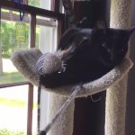 Lazy cat GIF Template
