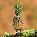 Pineapple owl