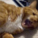 when the cat