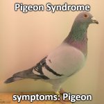 Pigeon Syndrome | Pigeon Syndrome; symptoms: Pigeon | image tagged in pigeon | made w/ Imgflip meme maker