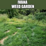 ivana | IVANA 
WEED GARDEN | image tagged in ivana,weeds | made w/ Imgflip meme maker