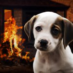sad puppy in front of a burning house