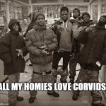 All My Homies Love | ALL MY HOMIES LOVE CORVIDS | image tagged in all my homies love | made w/ Imgflip meme maker