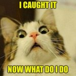 kitty | I CAUGHT IT; NOW WHAT DO I DO | image tagged in memes,scared cat | made w/ Imgflip meme maker