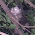 Scared opossum