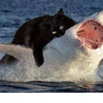 Cat Biting Shark