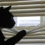 Cat peeking through window template