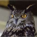 Offended owl