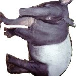 Tapir