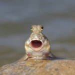 mudskipper reaction