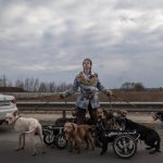 A woman near Irpen rescues dogs with disabilities